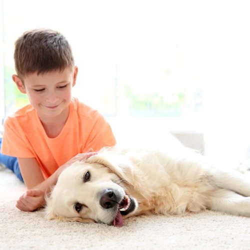 golden retriever laying down on a carpet while a child lays nearby overlooking the dog