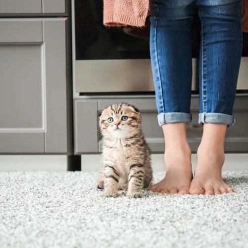 kitten sitting on carpet next to a standing humans feet
